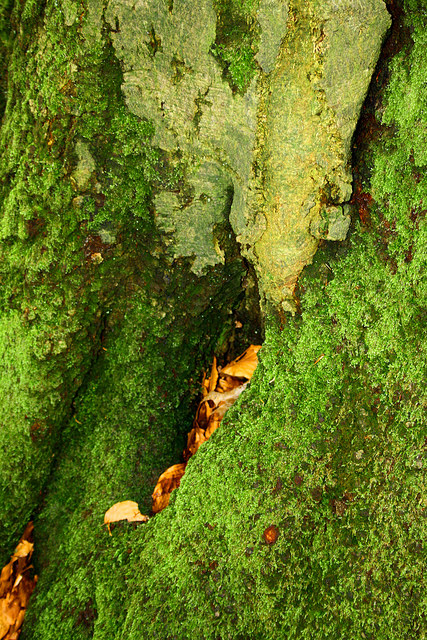 auf starkem Fuss med